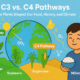 The Photosynthesis Twist That Shaped Human History