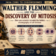 The Secret of Mitosis: How Scientists Discovered Cell Division