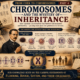 A Journey from Cork to Chromosomes